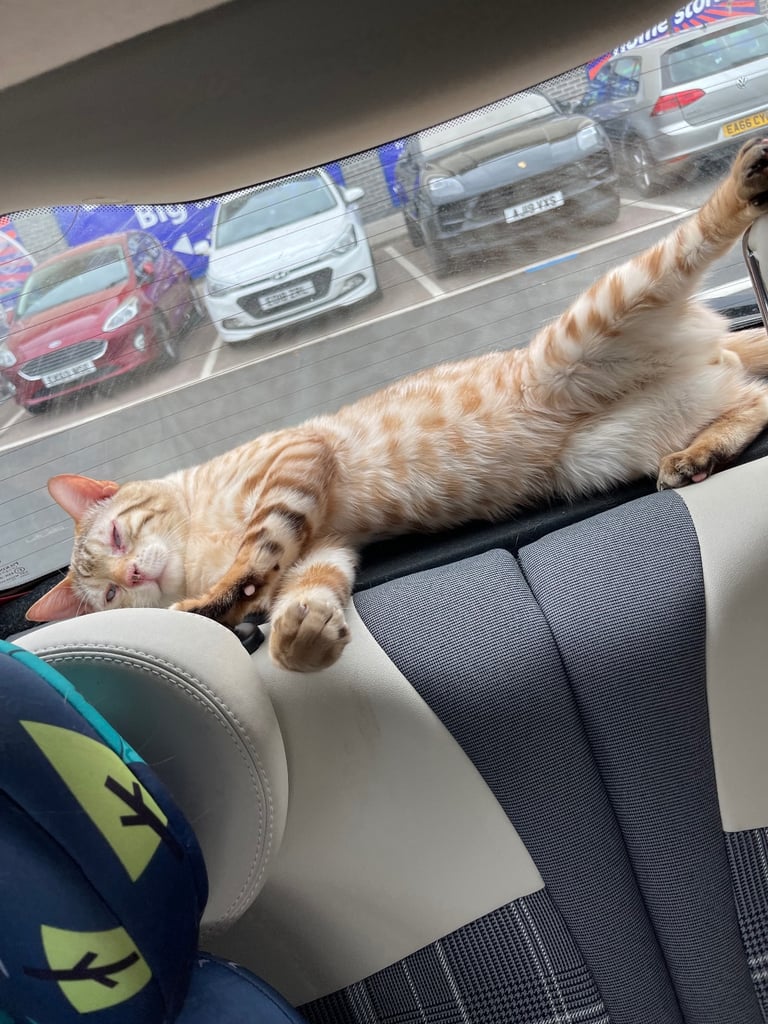 Bengal snowy white male cat 