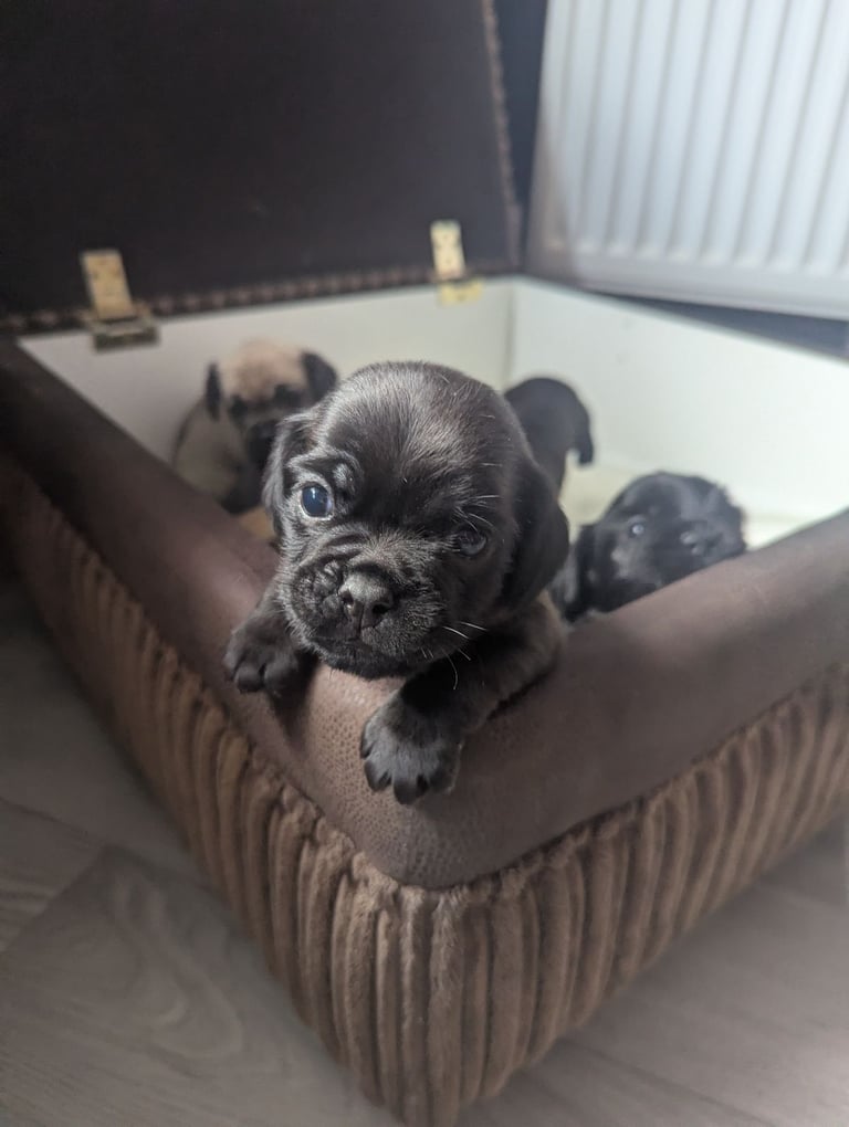 Pug cross puppies