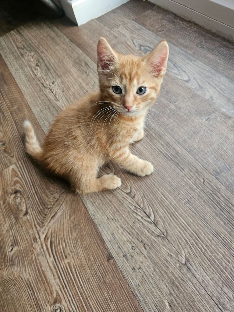 Beautiful kittens for sale