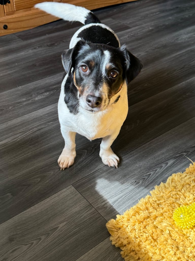5 year old Jack Russell 