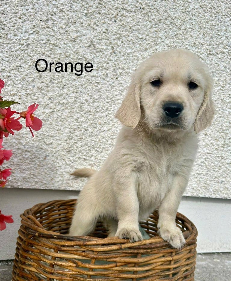 Gorgeous Cream KC Golden Retriever Puppies