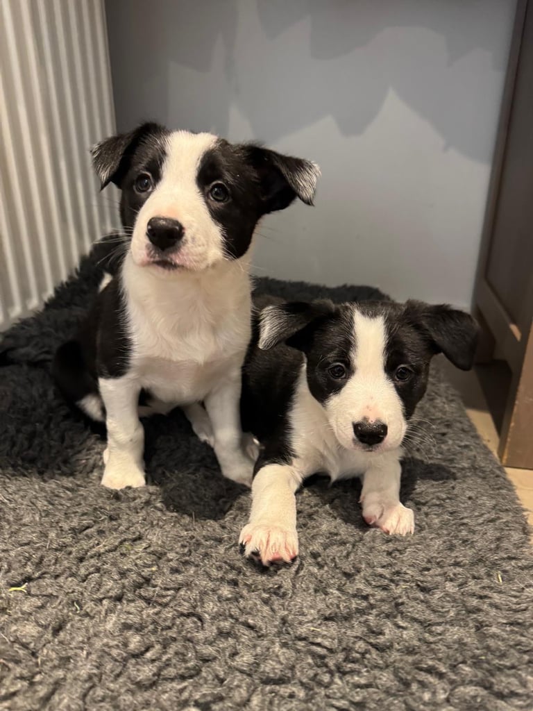 image for 2 x Border Collie Pups for Sale 