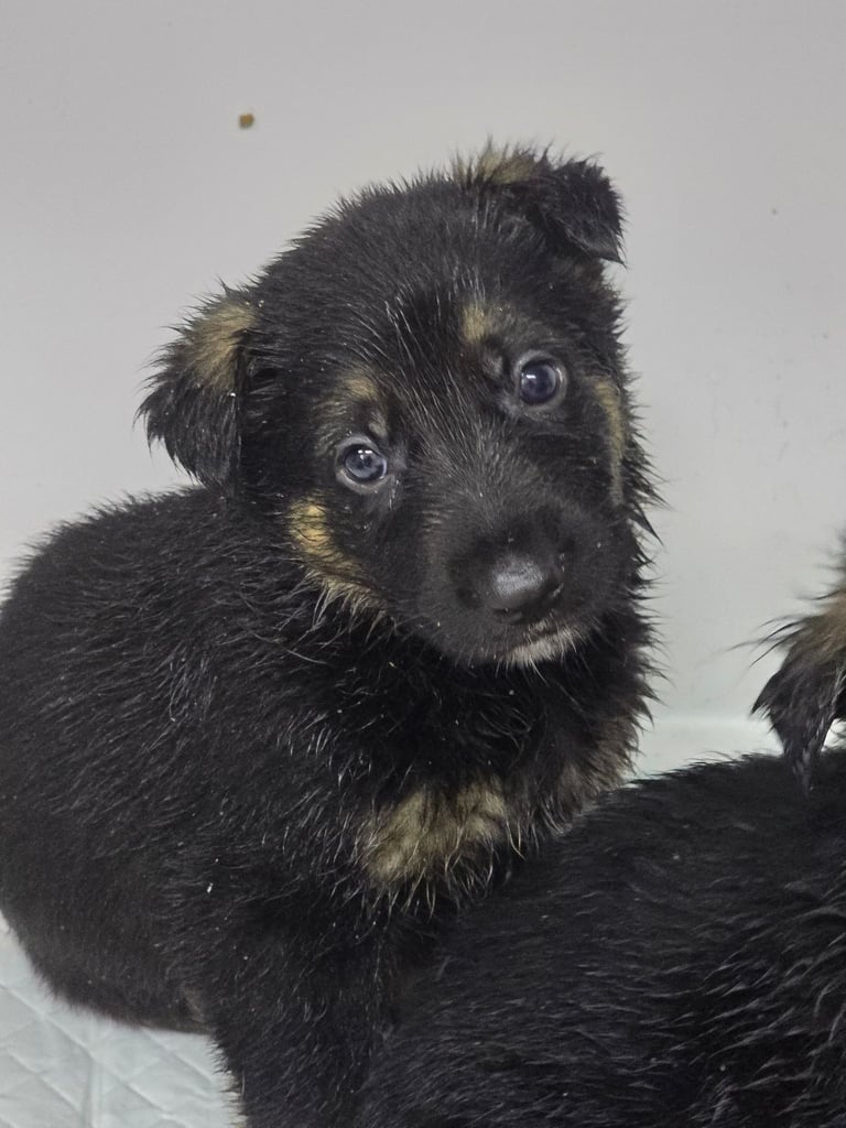 Pure breed German shepherd puppies for sale 