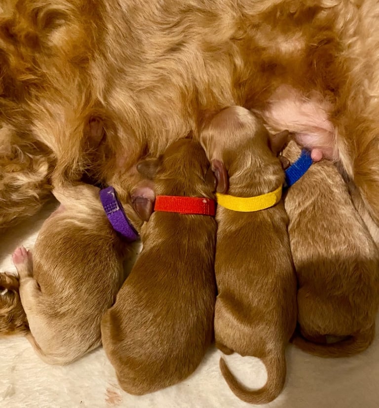image for Boy/male cockapoo puppies for sale £1200
