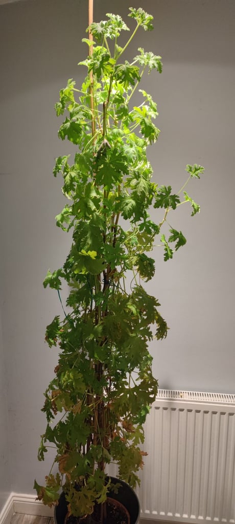 Indoor Citronella plant