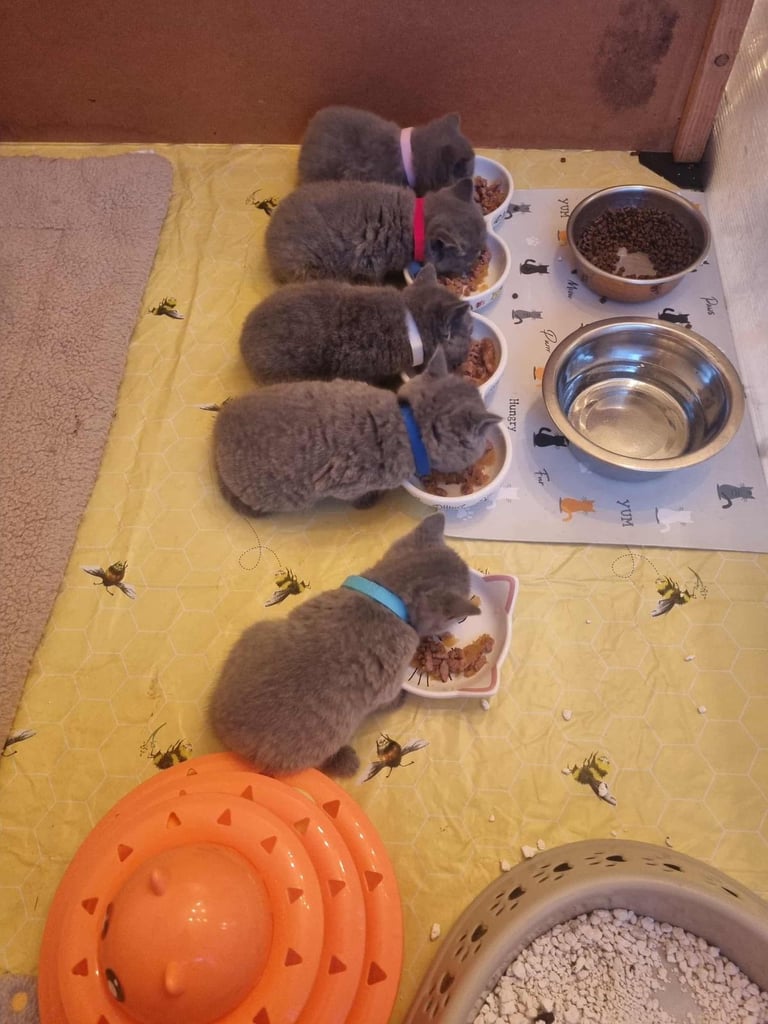 Beautiful British Shorthair kittens 