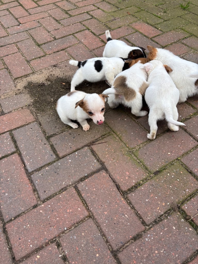 Jack Russell puppies 
