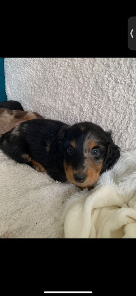 silver dapple Dachshund