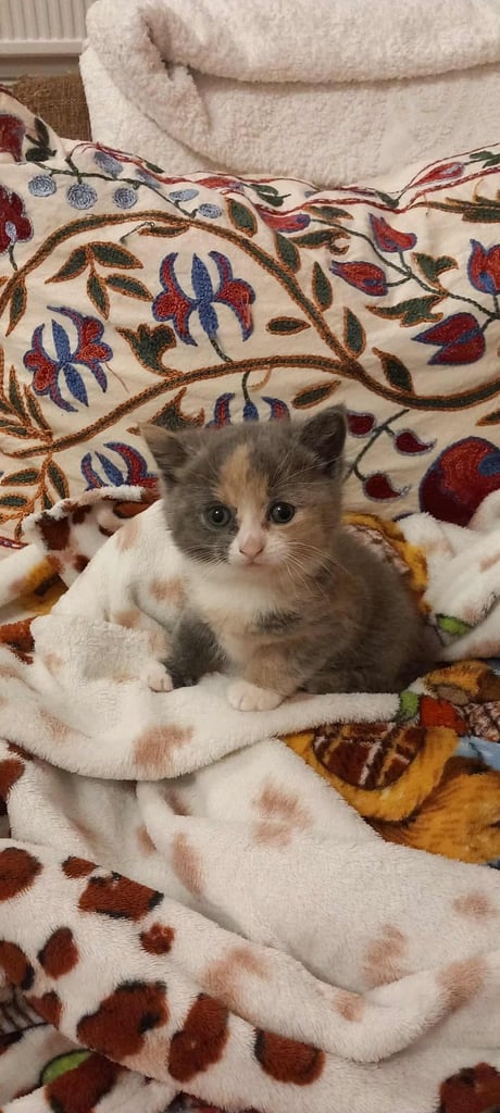Kitten