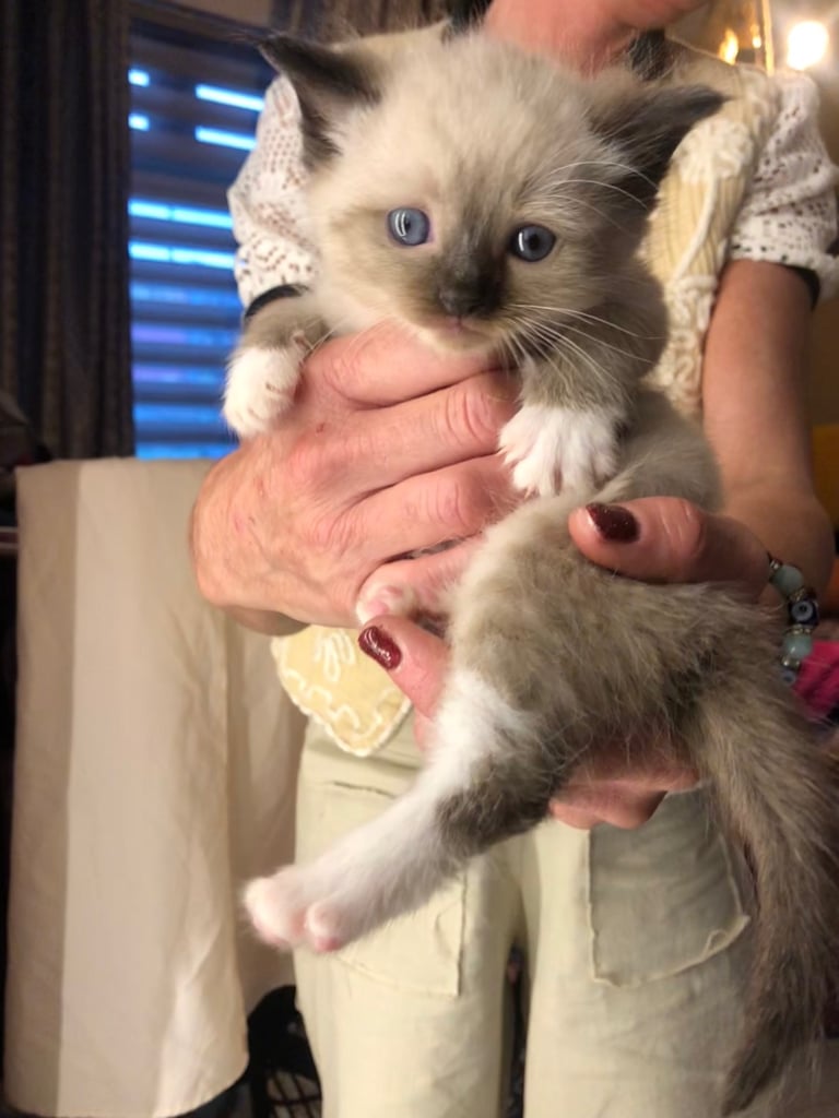 Ragdoll kitten