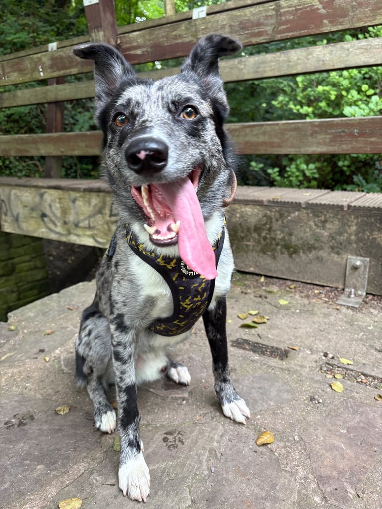 Border collie/Lurcher
