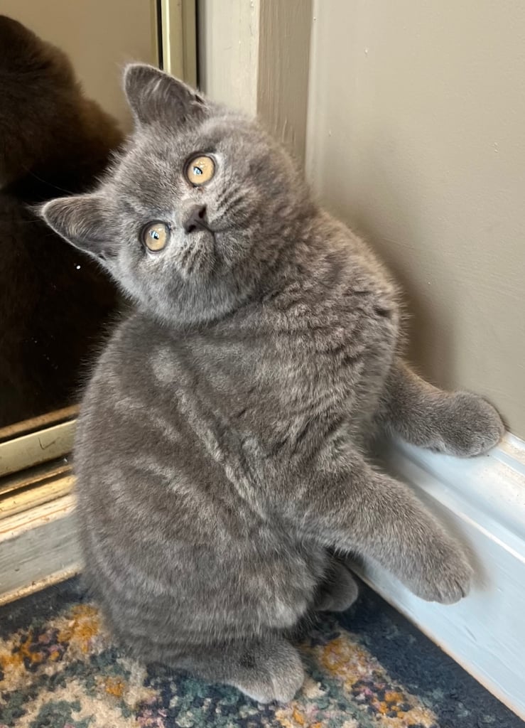 British shorthair kitten 