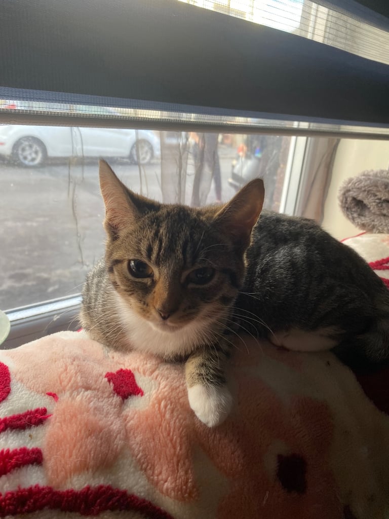 3 Kittens For Sale READY TO GO - Nuneaton 