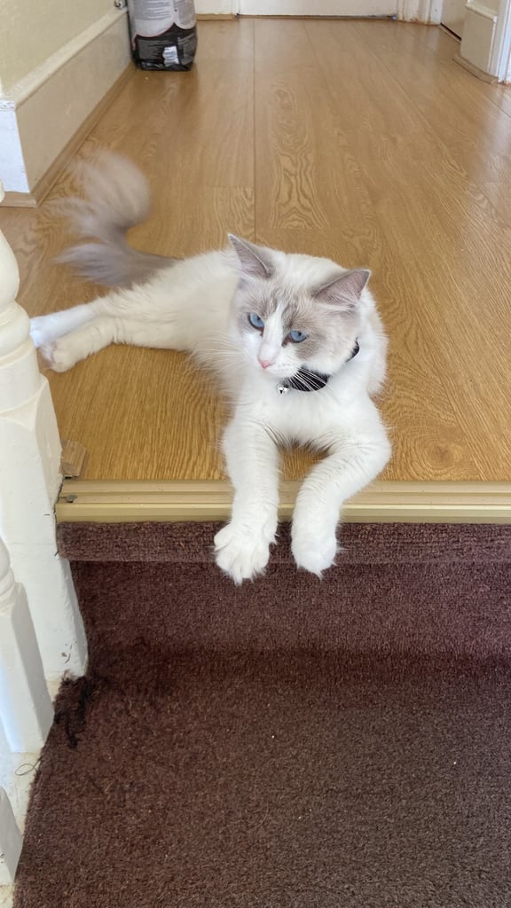 Female  Rag-doll 