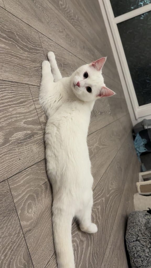 Two Kittens for sale 