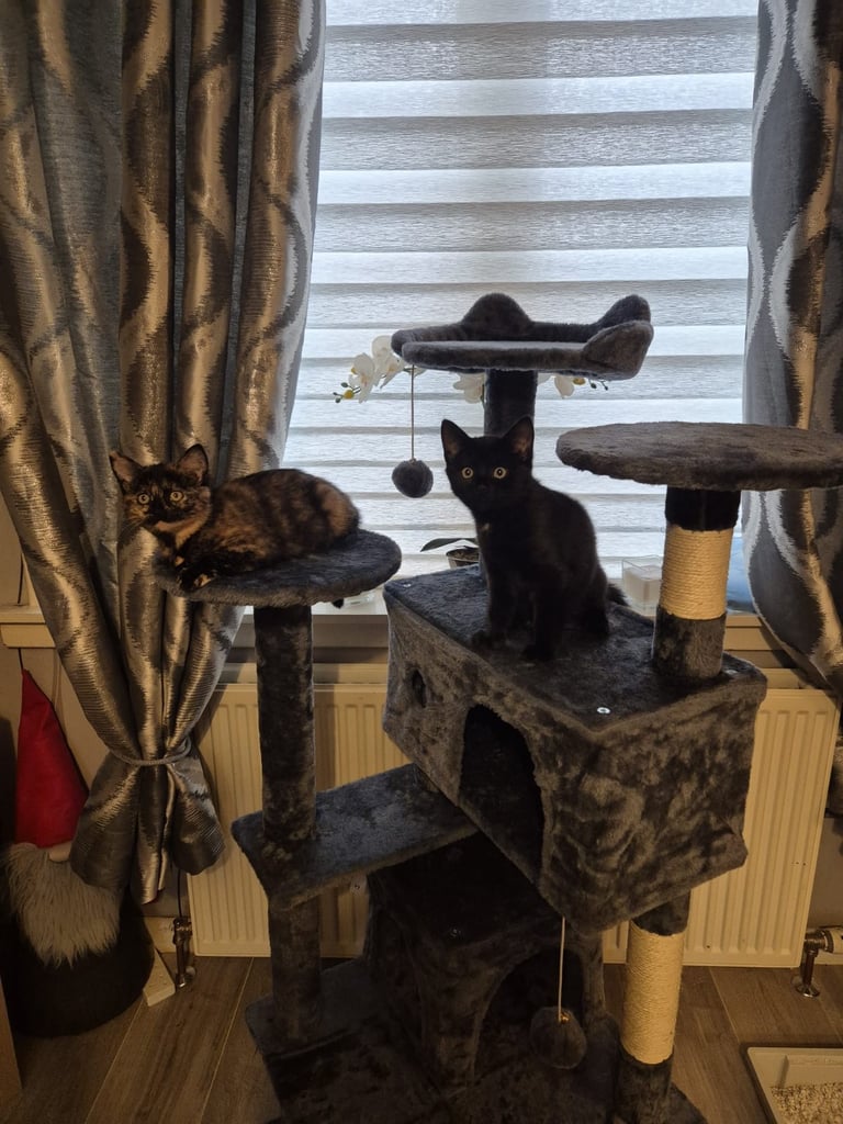 2 kittens for sale either together or separate 