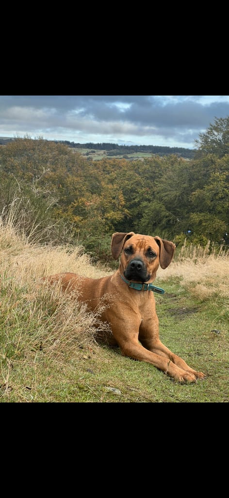 Rhodesian ridgeback 