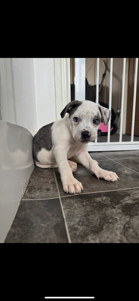 image for Staffy x pups 