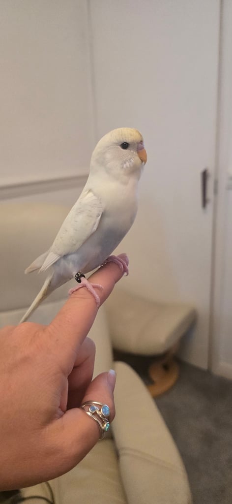 Recessive pied male budgie - hand tame