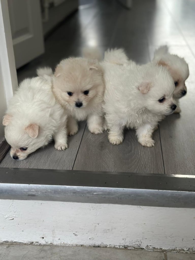 Pomeranian puppys 
