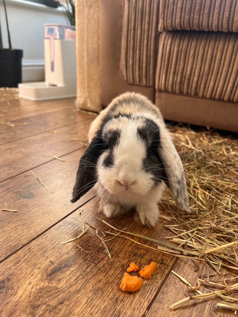 image for Mini Lop for sale