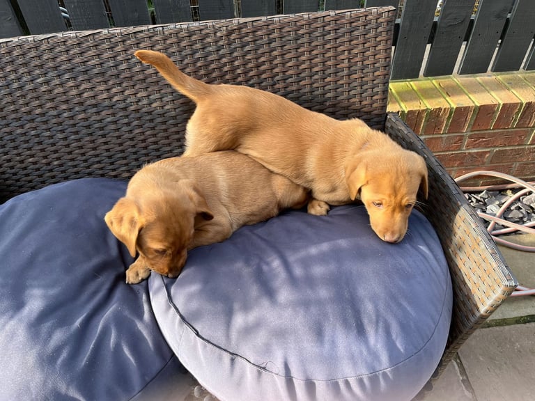 Only 2 bitches left from litter of fox red labradors Ready to leave now