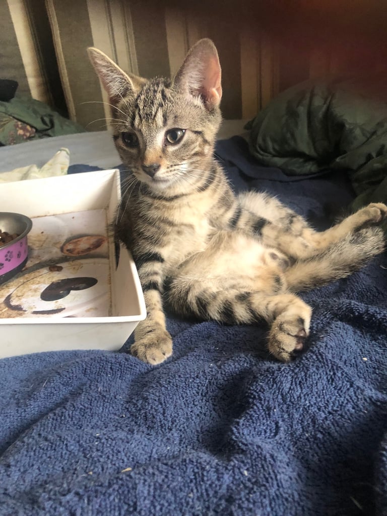 Bengal cross kitten male 