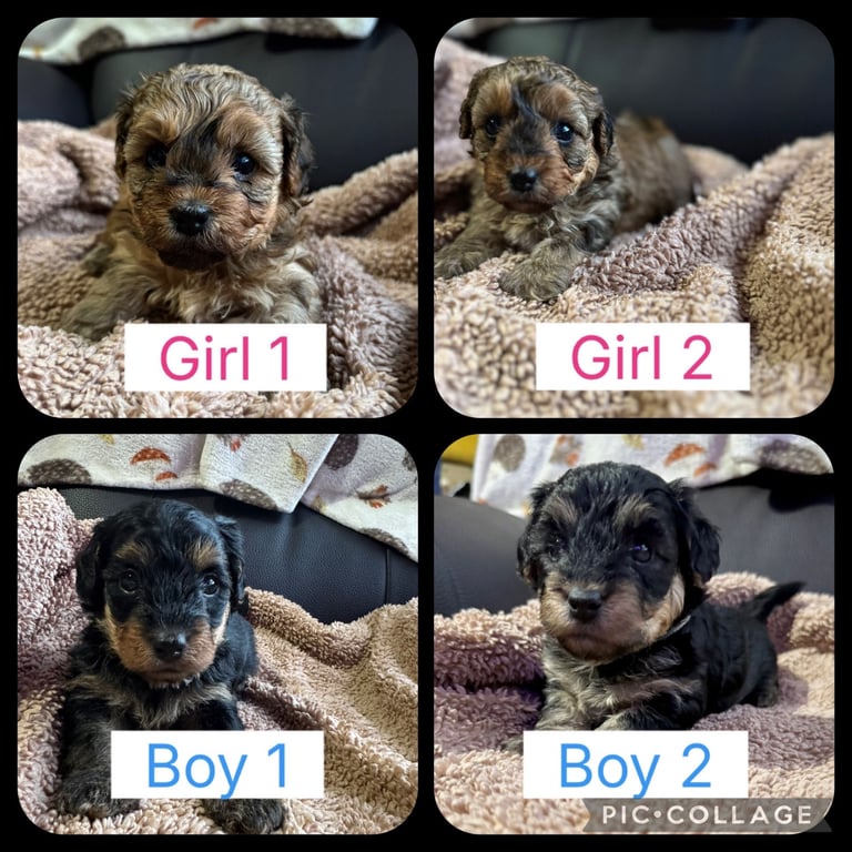 Yorkiepoo puppies for sale ( toy poodle x Yorkshire terrier 
