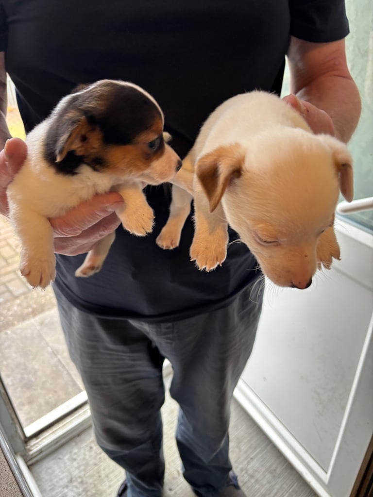 Jack Russell puppies 1 boy and 1 girl left
