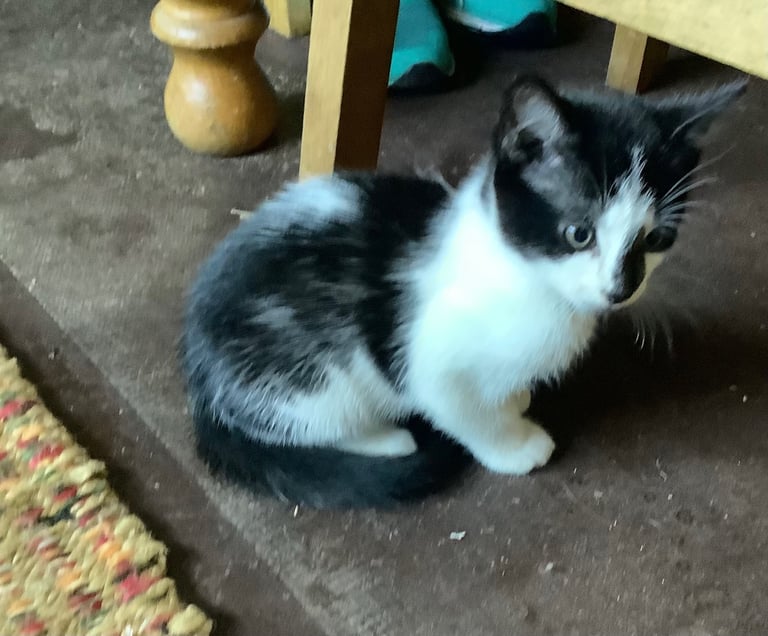 image for Adorable Kittens 