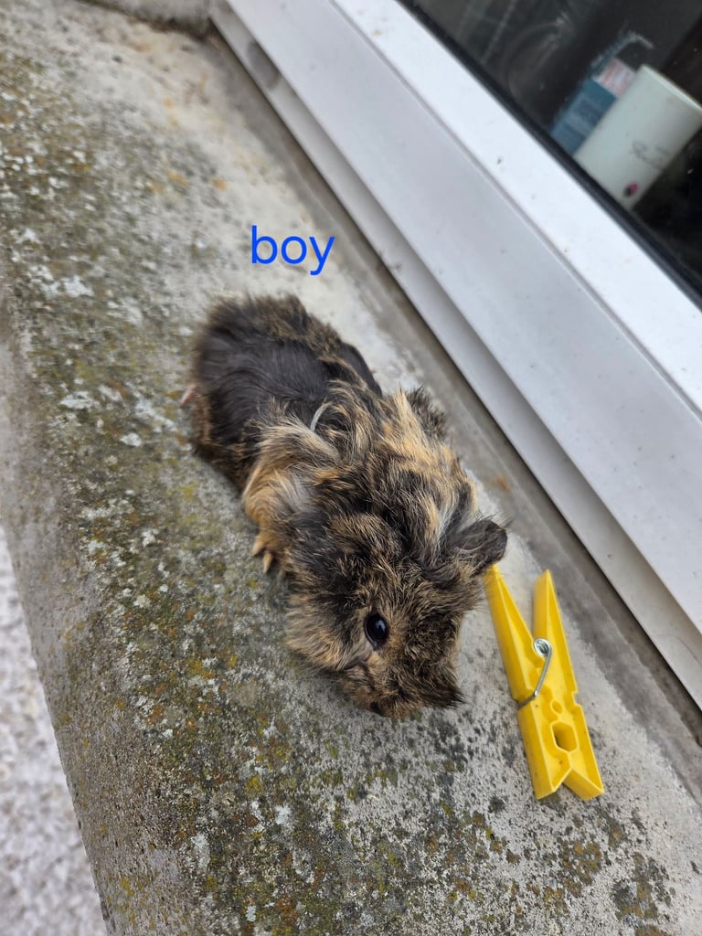 image for Guinea pig 