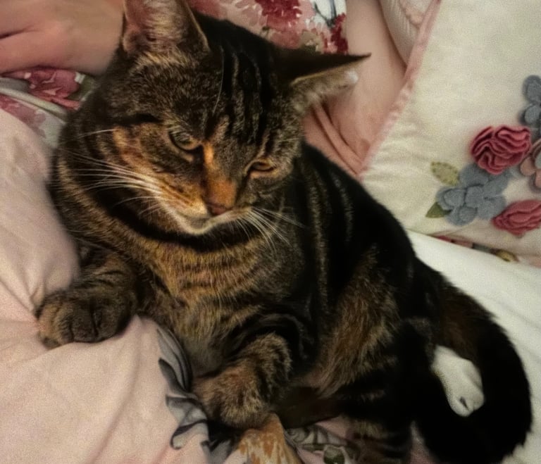 Missing cat Coleraine 