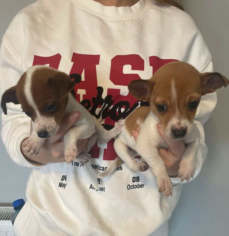 Jack Russell puppies