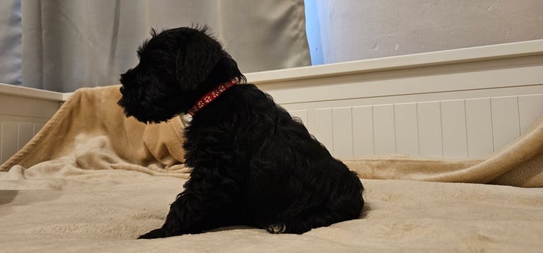 Miniature Schnauzer Puppies - 7 Adorable Girsl waiting for a loving forever homes. 