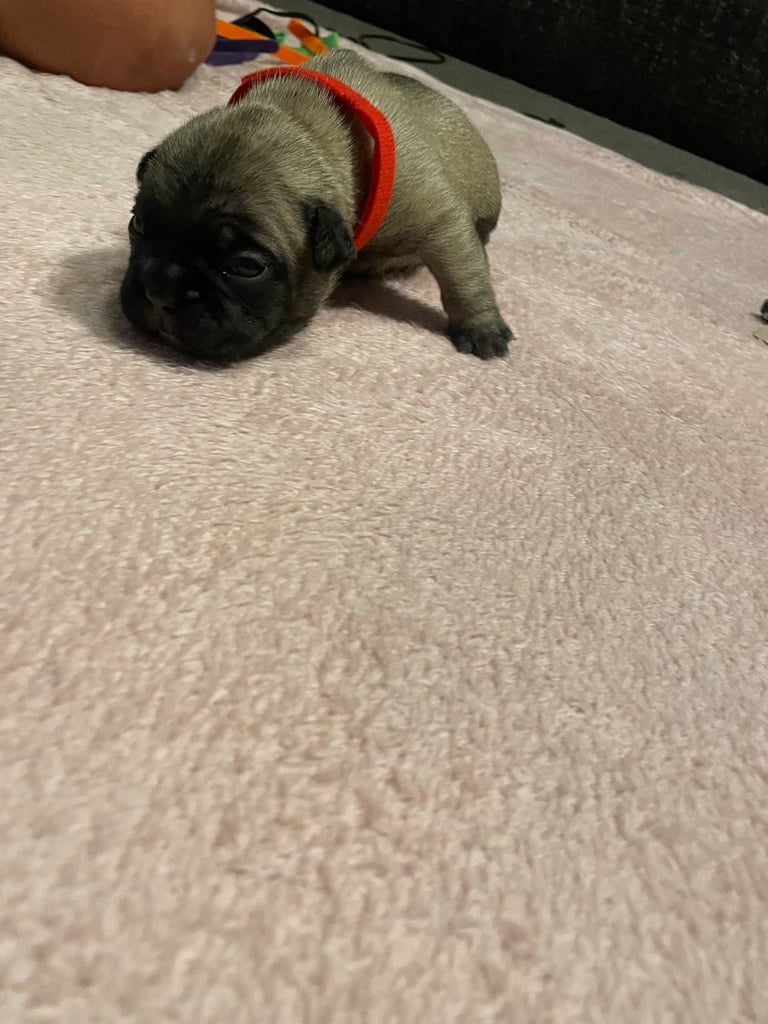 French bulldog puppies