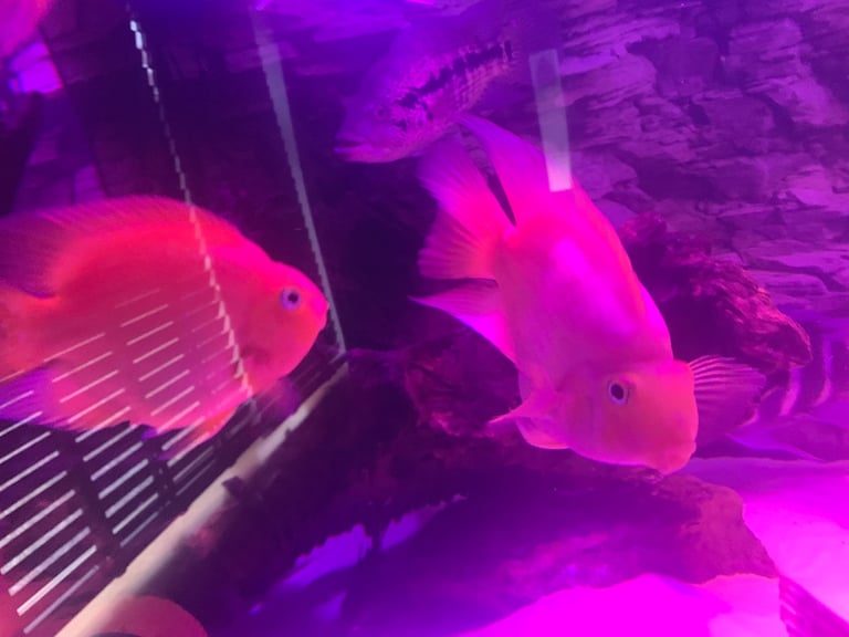 Parrot fish 9