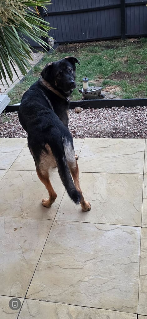 image for German shepherd x Caucasian 