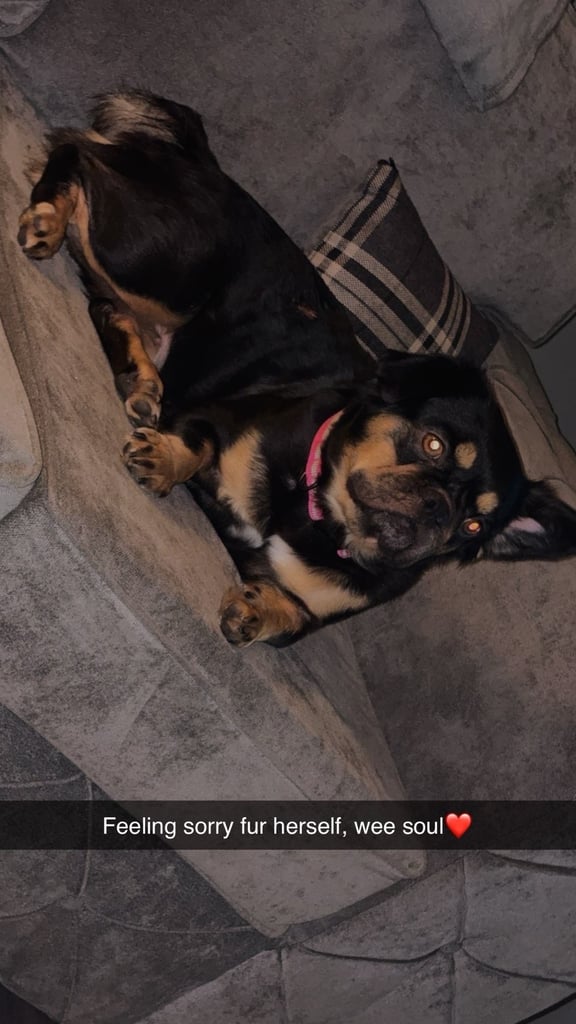 1 week old fluffy French bulldogs 