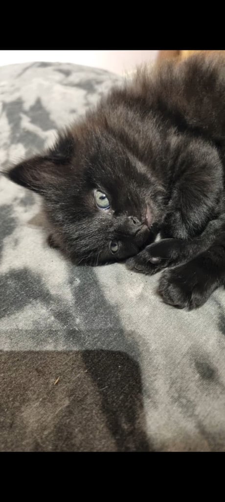 2 x Male Persion & Tabby fluffy mixed kittens (i x short haird ans 1 x long haired) £150