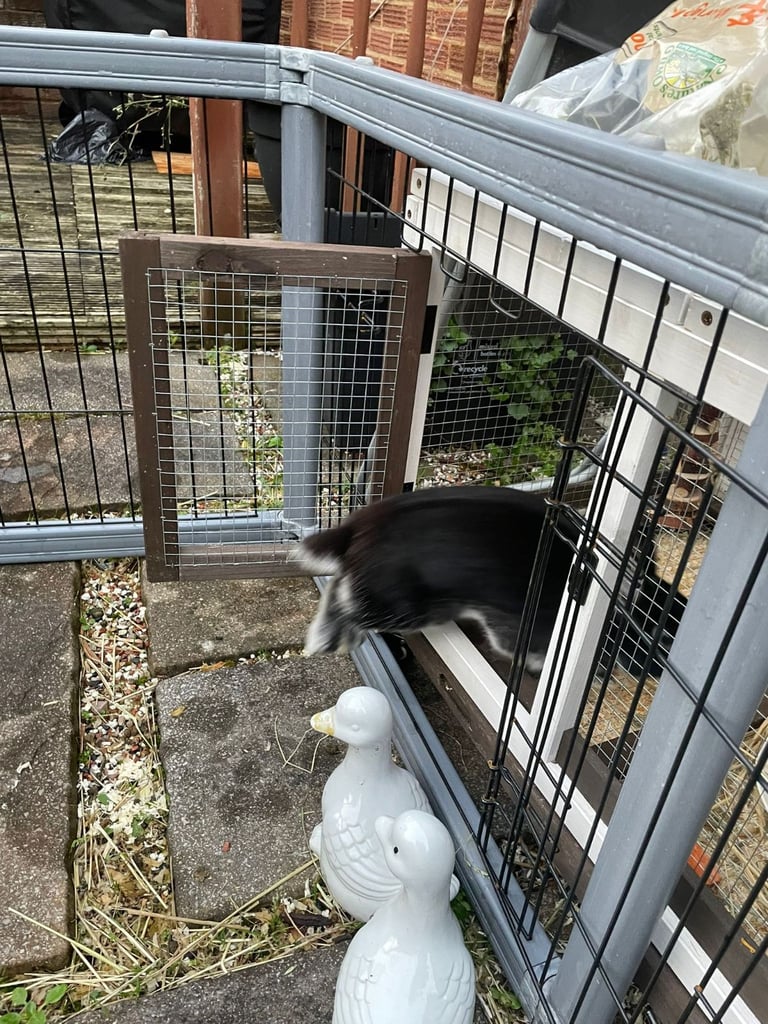 Netherland Dwarf Rabbit, including cage 