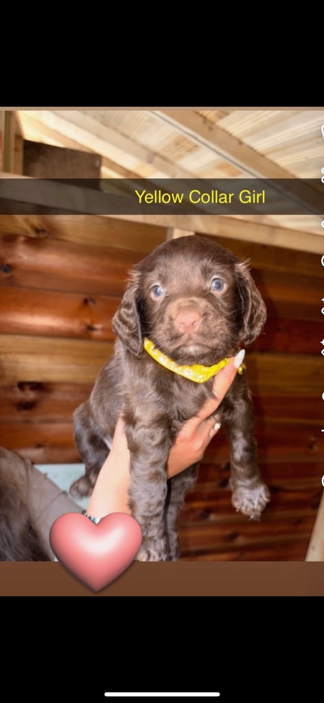 Cocker Spaniel Puppies