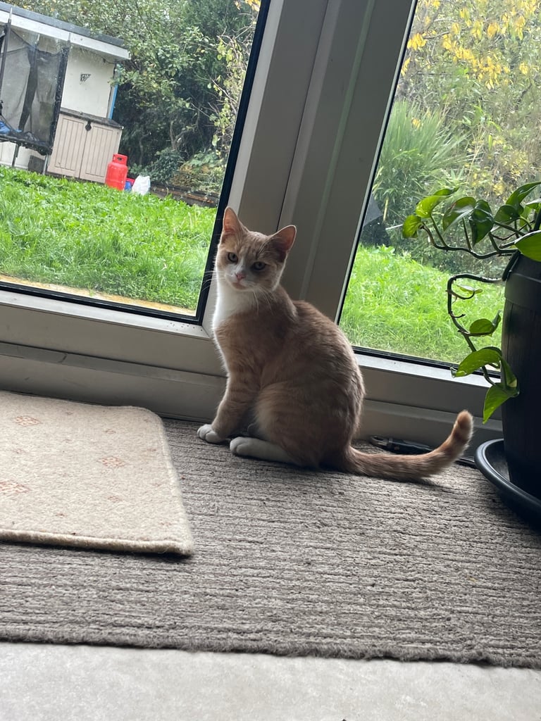 image for Ginger and white