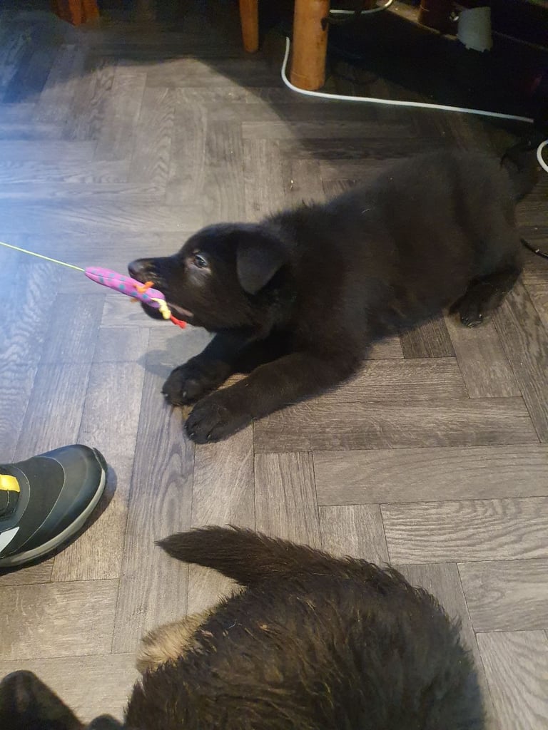 German Shepherd puppy  for sale 