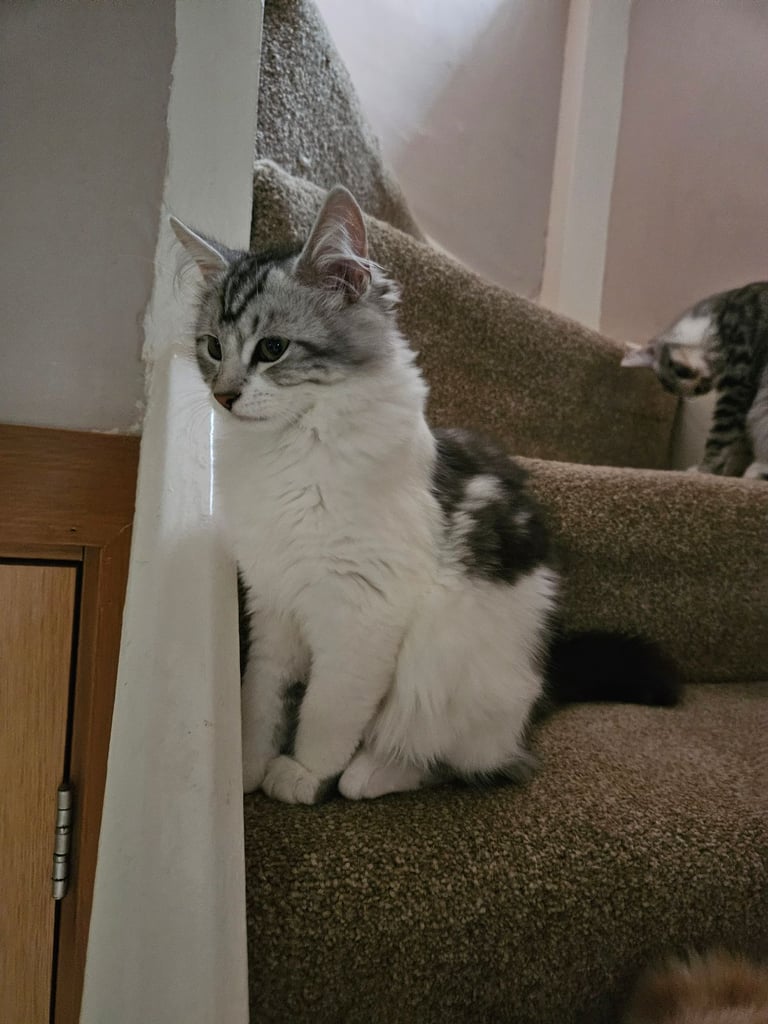 Beautyful siberian kitten looking for a new home for ever.