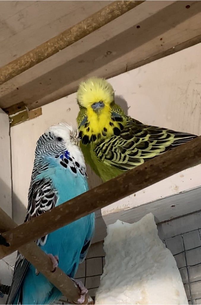 Male and female couple Budgies