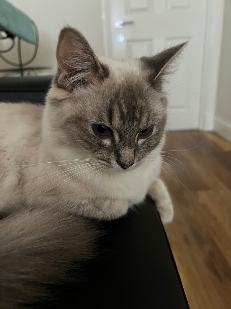 Ragdoll for sale 