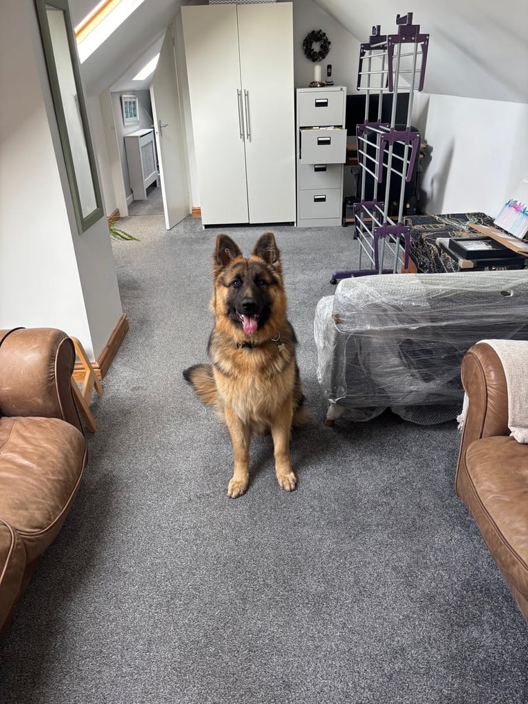 German Shepherd - 14 month old trained male