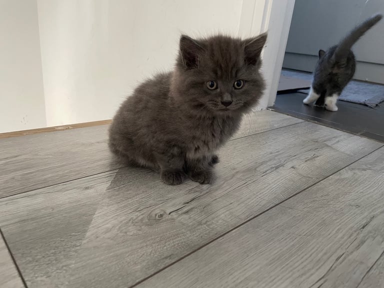 Female Russian long haired kitten 4 months old 