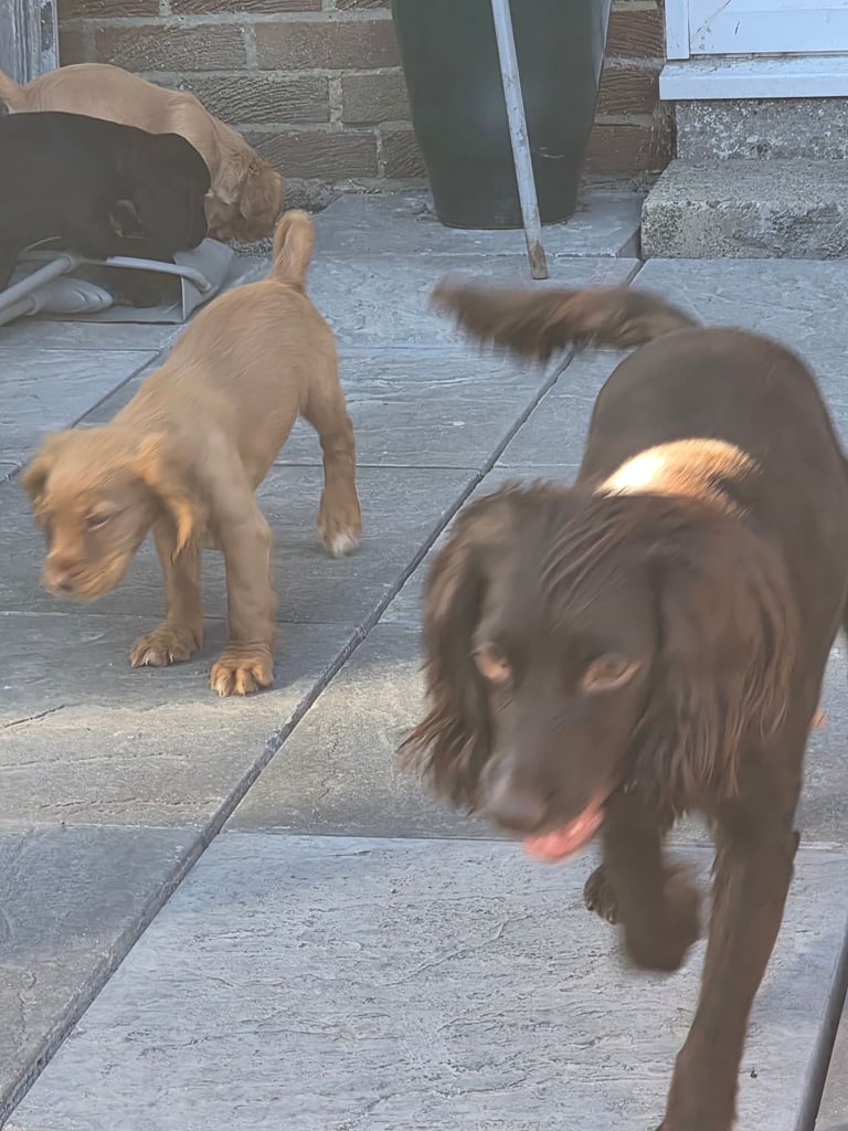 Gorgeous cocker spaniel 