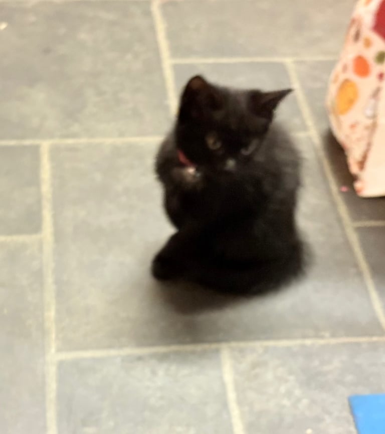 image for 9 week old kitten 